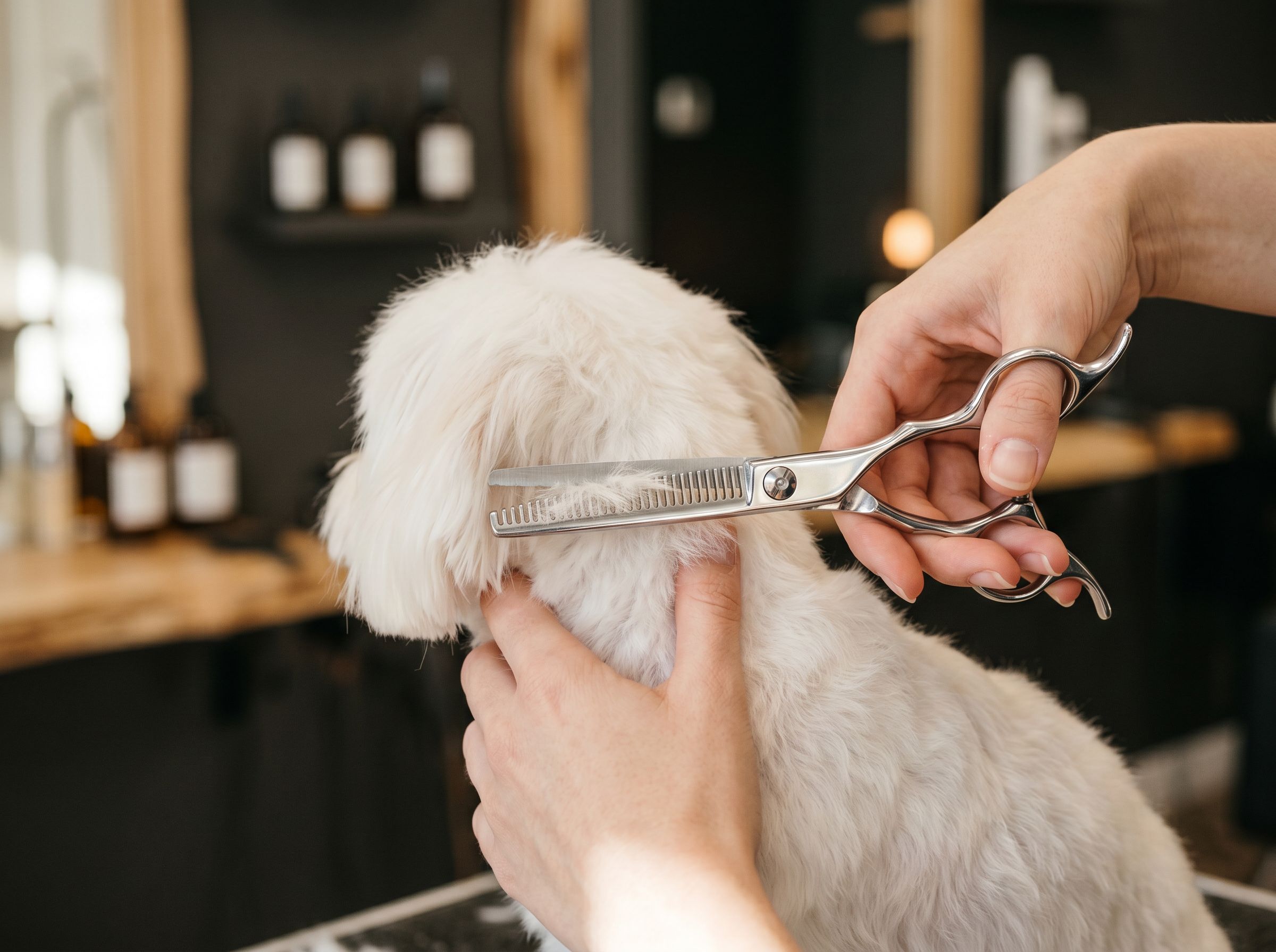 A groomer's hands finishing a freshly bathed dog's coat at Happy Paws in Vernal